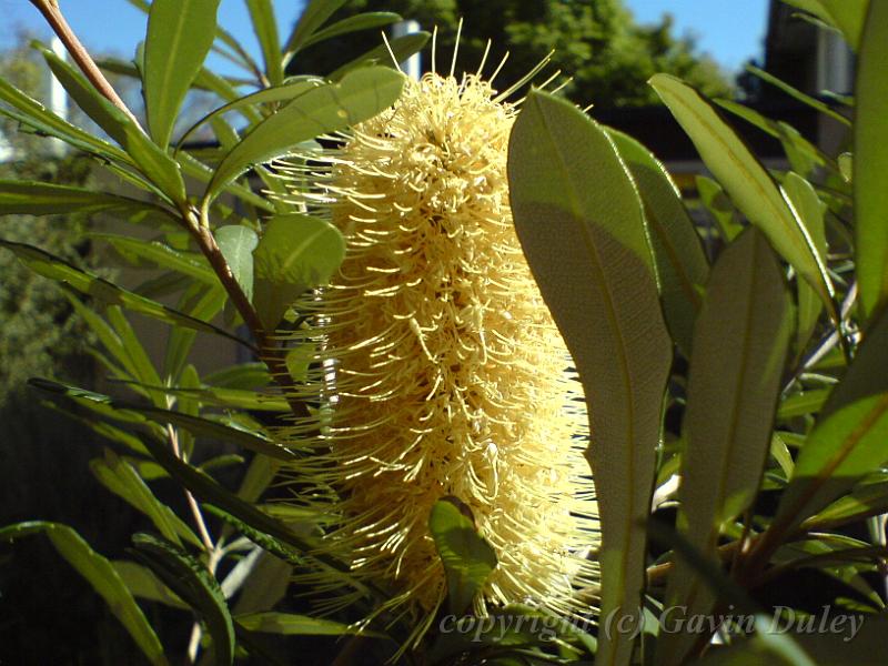 Banksia, University of New England DSC00487.JPG